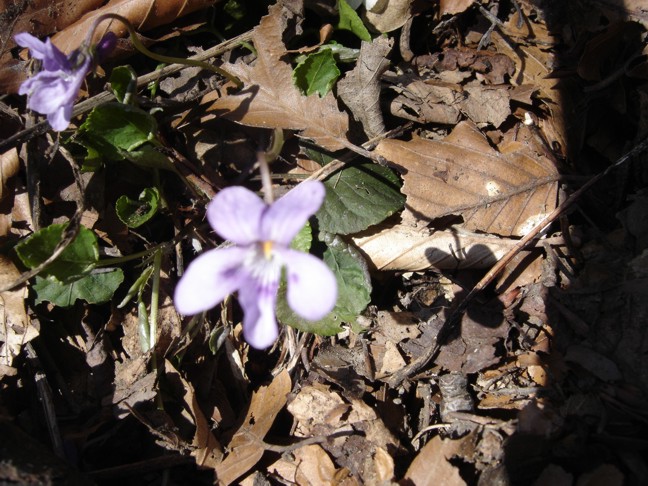 Viola alba e Viola reichenbachiana